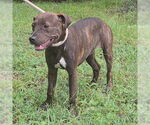 Small #3 American Pit Bull Terrier Mix