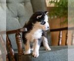 Small #4 Siberian Husky