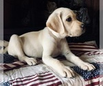 Small Photo #3 Labrador Retriever Puppy For Sale in CLEVELAND, GA, USA