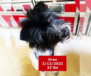 Oreo - Male Australian Shepherd-Unknown Mix Dog for Adoption - Photo #2