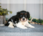 Small #1 Cavapoo