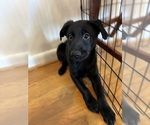 Puppy Cherry Shepradors