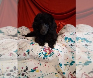 Poodle (Toy) Puppy for sale in NASHVILLE, GA, USA