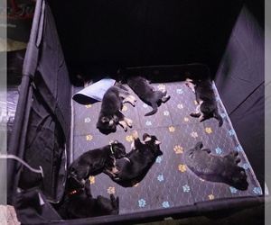 German Shepherd Dog Puppy for Sale in SANDIA, Texas USA