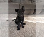 Small #2 Mutt