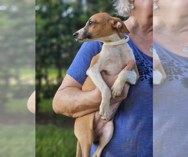 Medium Photo #3 Italian Greyhound-Unknown Mix Puppy For Sale in Wakefield, RI, USA