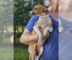 Small #2 Italian Greyhound Mix