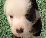 Small #3 Australian Shepherd