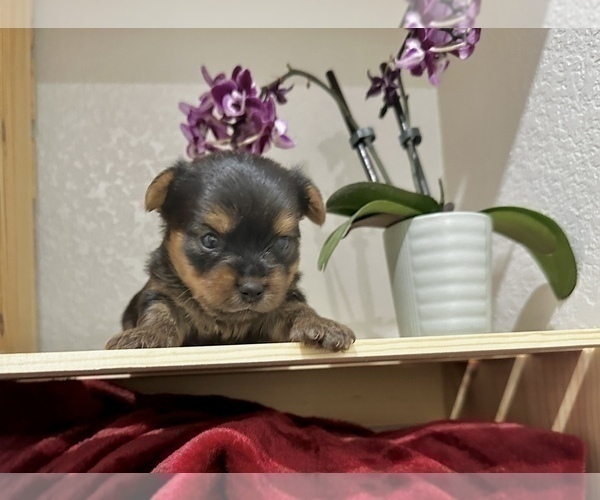 Medium Photo #3 Yorkshire Terrier Puppy For Sale in CASSVILLE, MO, USA