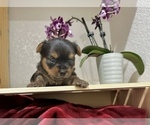 Small #2 Yorkshire Terrier