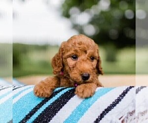 Irish Setter-Poodle (Miniature) Mix Puppy for sale in MIFFLINTOWN, PA, USA