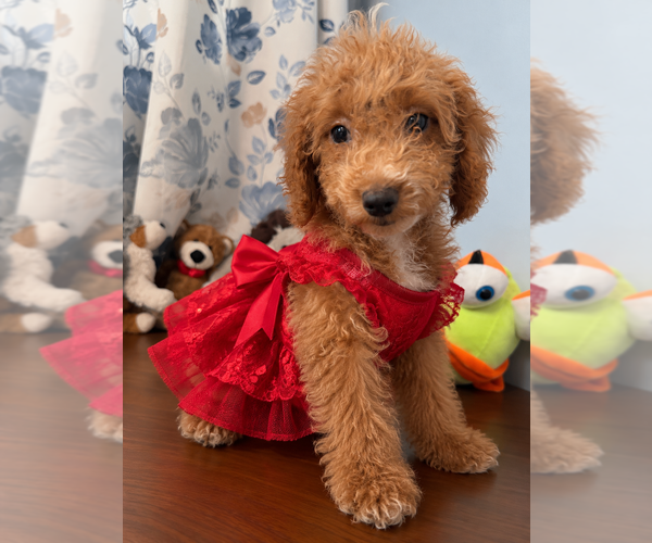 Medium Photo #2 Havapoo Puppy For Sale in DURHAM, CT, USA