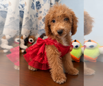 Havapoo puppies - Male Havapoo Puppy for Sale - Photo #2
