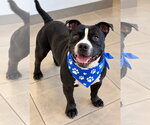 Jimi - Male Mutt Dog for Adoption - Small photo