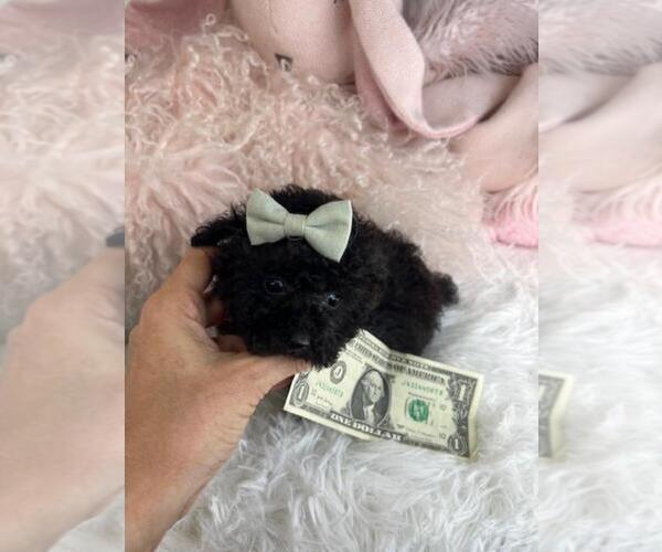 Medium Photo #4 Poodle (Toy) Puppy For Sale in PEMBROKE PINES, FL, USA