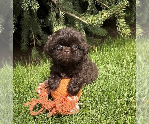 Medium Photo #1 Shih Tzu Puppy For Sale in MIDDLEBURY, IN, USA