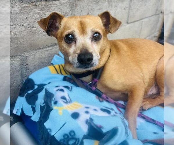 Medium Photo #1 Chihuahua Puppy For Sale in Santa Barbara, CA, USA