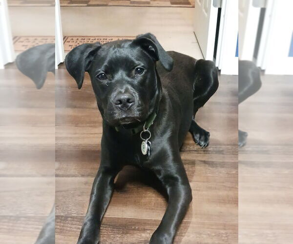 Medium Photo #2 Labrador Retriever-Unknown Mix Puppy For Sale in Aurora, IN, USA