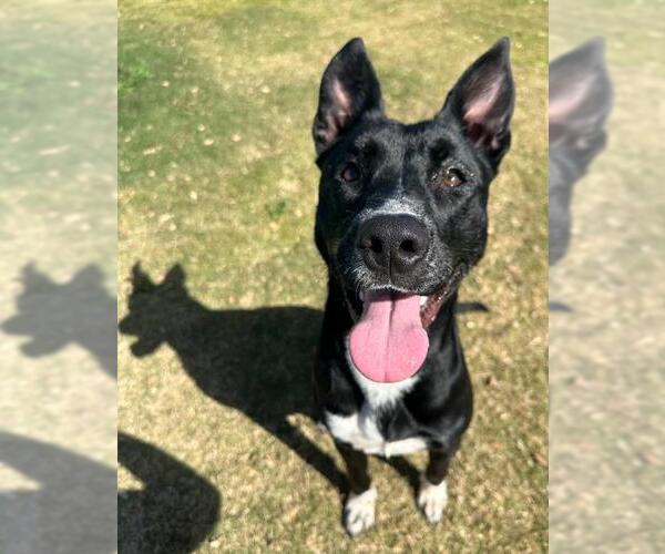 Medium Photo #2 Australian Shepherd-Unknown Mix Puppy For Sale in Redlands, CA, USA