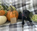 Small #5 Puggle