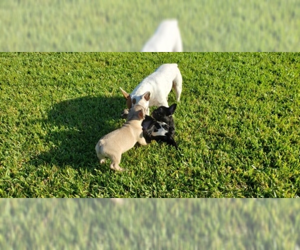 Medium Photo #4 French Bulldog Puppy For Sale in CAPE CORAL, FL, USA