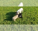 Small Photo #4 French Bulldog Puppy For Sale in CAPE CORAL, FL, USA