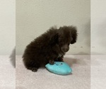 Rascal - Male Poodle (Toy) Puppy for Sale - Photo #2