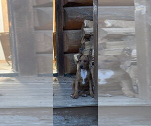 Doberman Pinscher-Unknown Mix Dogs for adoption in Minneaoplis, MN, USA