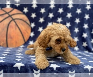 Cavapoo Puppy for sale in LANCASTER, PA, USA