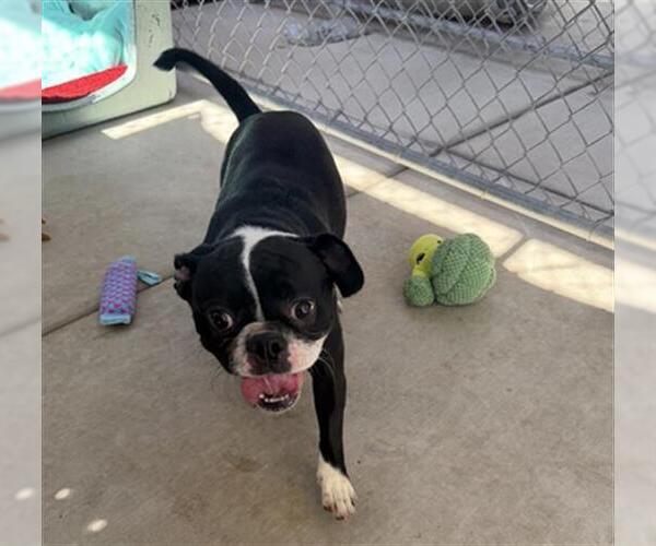 Medium Photo #1 Boston Terrier-Unknown Mix Puppy For Sale in Redlands, CA, USA