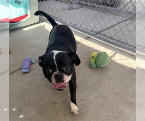 Boston Terrier-Unknown Mix Dogs for adoption in Redlands, CA, USA