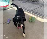 Small Boston Terrier Mix