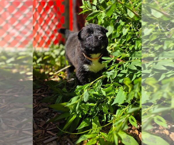 Medium Photo #3 American Pit Bull Terrier-Siberian Husky Mix Puppy For Sale in Bellingham, WA, USA