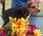 Small #19 Beagle