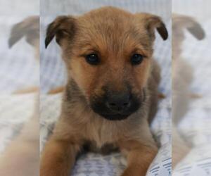 Mutt Dogs for adoption in Thief River Falls, MN, USA