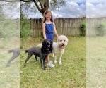 Small Photo #1 Goldendoodle Puppy For Sale in PENSACOLA, FL, USA