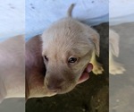 Small #14 Labrador Retriever