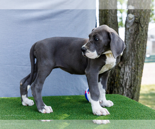 Medium Photo #5 Great Dane Puppy For Sale in WAKARUSA, IN, USA