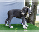 Small #4 Great Dane