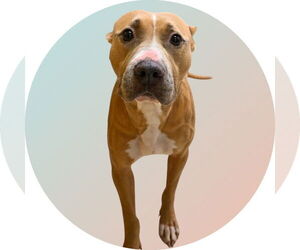 American Staffordshire Terrier-Unknown Mix Dogs for adoption in Rowlett, TX, USA