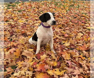 Pointer-Unknown Mix Dogs for adoption in pomfret, CT, USA