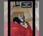 Levine - Male Yorkshire Terrier Puppy for Sale - Photo #3