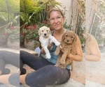 Small #19 Goldendoodle