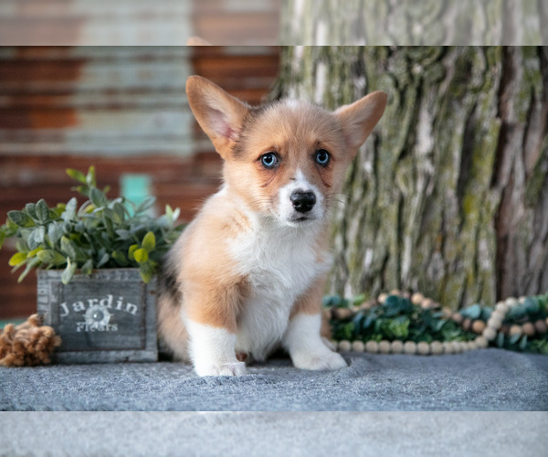 Medium Photo #5 Pembroke Welsh Corgi Puppy For Sale in MILLERSBURG, IN, USA