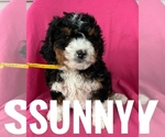 Small #1 Bernedoodle (Miniature)