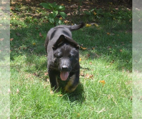 Medium Photo #2 German Shepherd Dog Puppy For Sale in POWDER SPRINGS, GA, USA