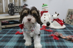 Small Photo #2 Cavapoo Puppy For Sale in FARMINGTON, MO, USA