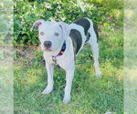 Small #28 American Pit Bull Terrier Mix