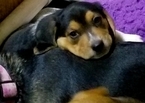 Small #3 Beagle