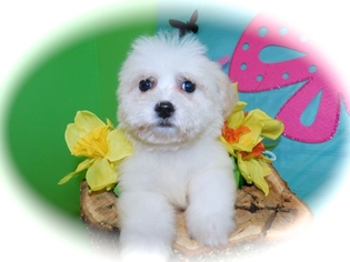 Zuchon Puppy for sale in HAMMOND, IN, USA